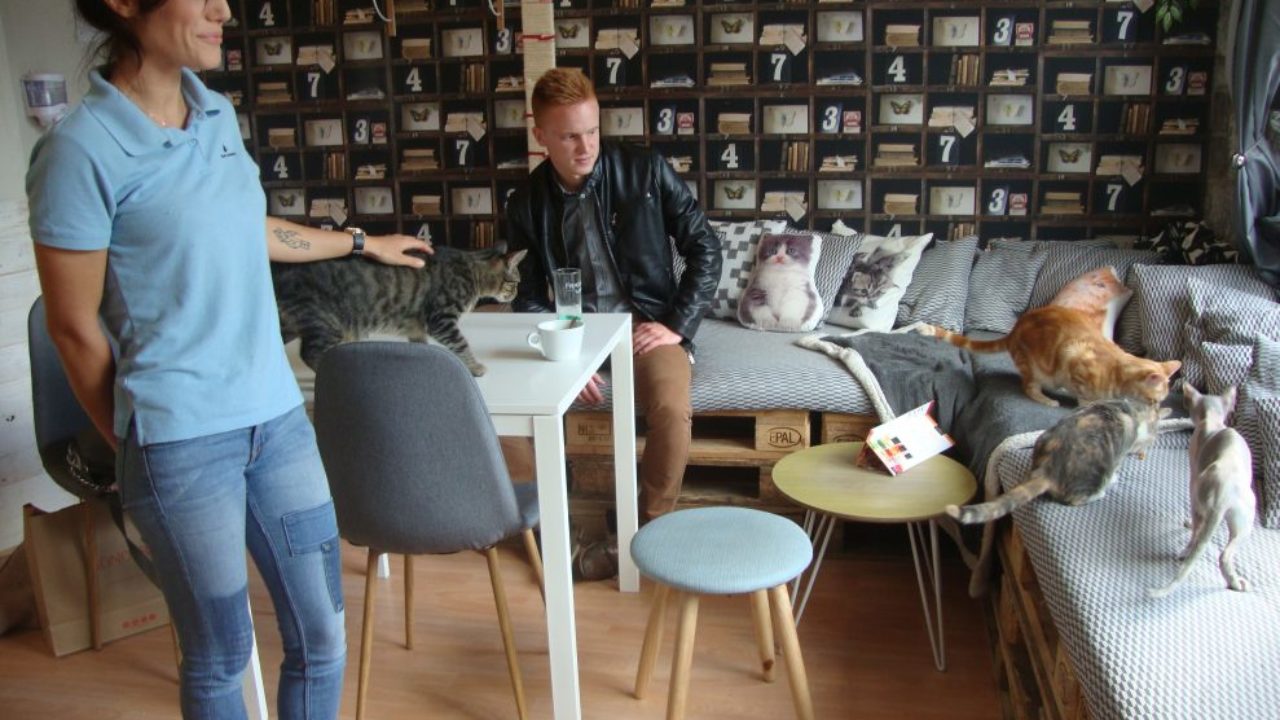 Le Chat Lounge Ou Comment Boire Un Cafe En Compagnie De Chats 7 Jours A Clermont