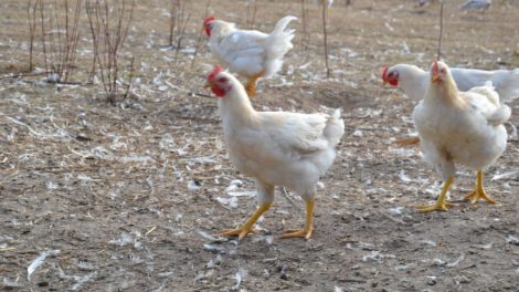 Adopter une poule