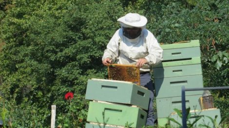 Apiculture