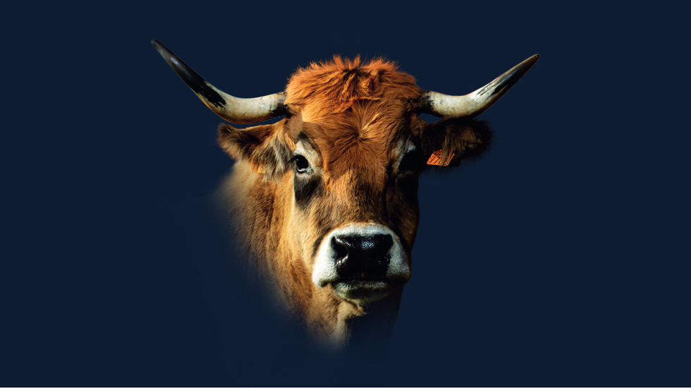 Vache Aubrac