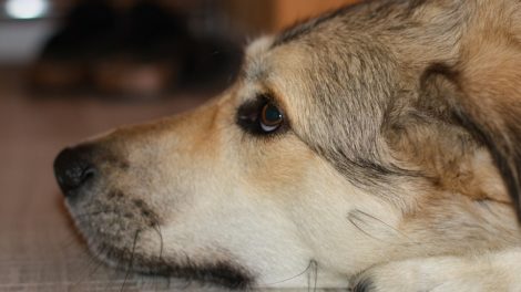 L'appel des associations de protection animale n'a pas été entendu.