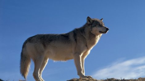 le loup protégé mais pas tant que ça...