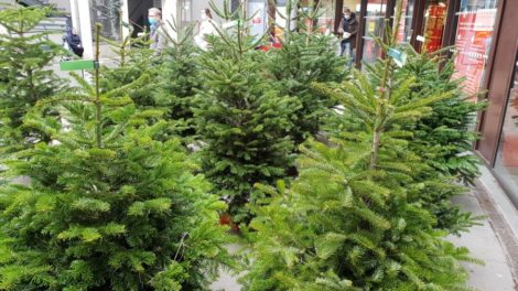 Sapins de Noël / Photo 7 Jours à Clermont