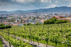 Clos des Amoureux Photo : Syndicat AOC Côtes d’Auvergne