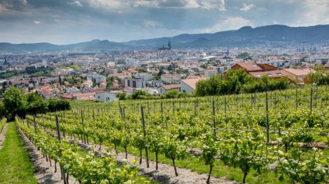 Clos des Amoureux Photo : Syndicat AOC Côtes d’Auvergne