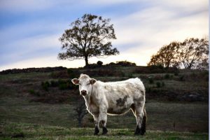 Vallée du Madet (c) A. Aubriet