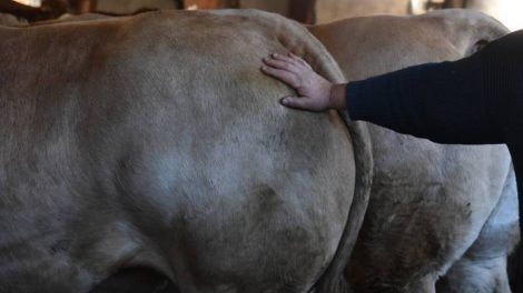 Boeufs / Photo Ass. Le Fin Gras du Mezenc