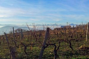Vignes et puy de Dôme / Photo AOC Côtes d'Auvergne