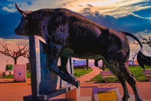 Taureau Camargue / Photo Patrick Bossin