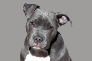 Staffie / Photo Pixabay