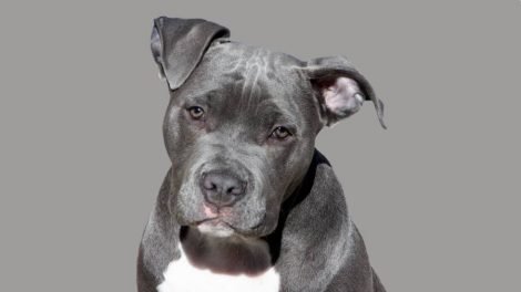 Staffie / Photo Pixabay