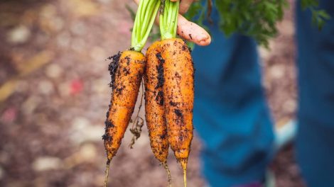 Carottes photo Markus Spiske Pexels