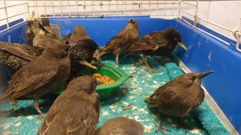 Oiseaux pensionnaires / Photo LPO