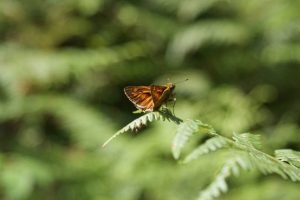 Papillon / Photo DR Pixabay