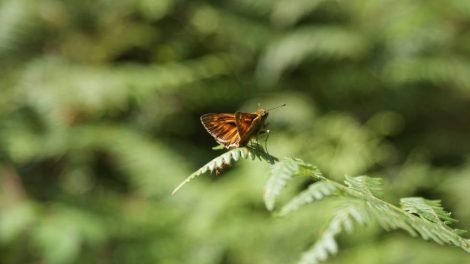Papillon / Photo DR Pixabay