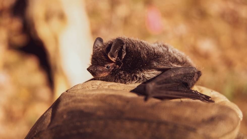 Chauve-souris / Photo Hitchhike - Pexels