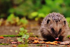 Hérissons / Photo Pixabay