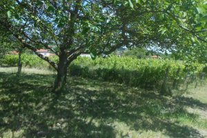 Vigne et verger_ Madargue / Photo Wikipédia