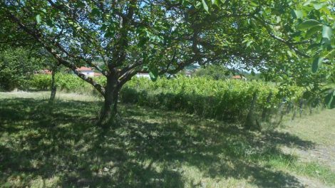 Vigne et verger_ Madargue / Photo Wikipédia