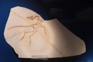 Fossile Muséum H Lecoq _ Photo 7 Jours à Clermont