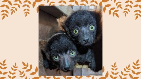 Bébés Varis roux / photo Parc Animalier d'Auvergne