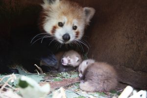 Musha et ses petits / Photo Parc Animalier d'Auvergne