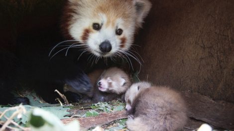 Musha et ses petits / Photo Parc Animalier d'Auvergne