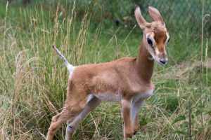 Bébé Gazelle de Mhorr / Photo Marie