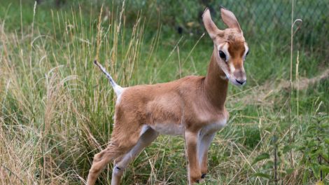 Bébé Gazelle de Mhorr / Photo Marie