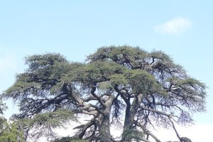 Cèdre de l'Atlas / Photo Wikimédia