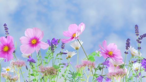 fleurs _ Photo DR