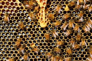 Miel et abeilles / Photo Pixabay