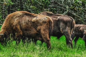 Bisons d'Auvergne / Photo Patrick Bossin