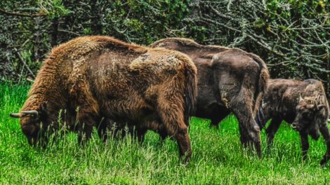 Bisons d'Auvergne / Photo Patrick Bossin