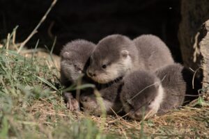 Bébés loutres naines d’Asie / Photo Parc Animalier d’Auvergne
