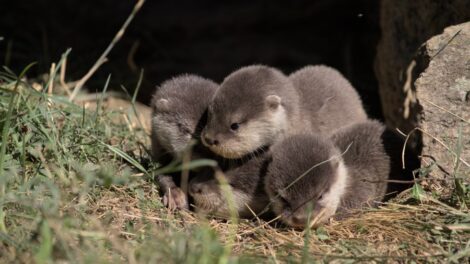 Bébés loutres naines d’Asie / Photo Parc Animalier d’Auvergne