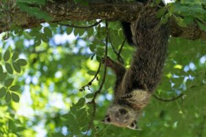Binturong / Photo Pierrick Boyer
