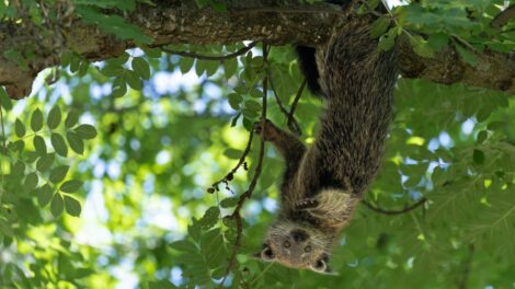 Binturong / Photo Pierrick Boyer