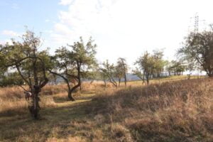 Verger collectif Photo Ville de Clermont