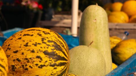 Courges / Photo Buse D - Pexels