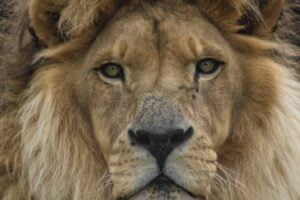 Tsavo / Photo Parc animalier d'Auvergne