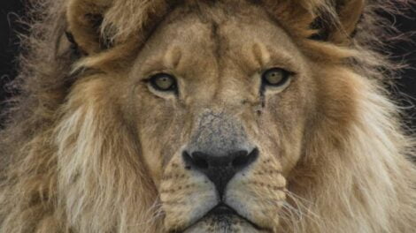 Tsavo / Photo Parc animalier d'Auvergne