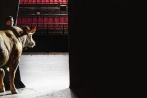 Mathieu Théron et Ralph / GAEC Elevage Théron Cantal.