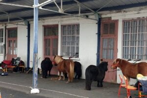 Poneys à l'école Diderot / Photo 7 Jours à Clermont