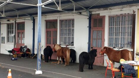 Poneys à l'école Diderot / Photo 7 Jours à Clermont
