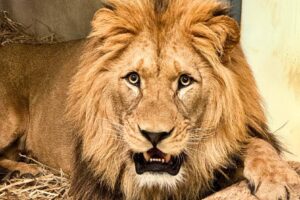 Fazan / Photo Parc Animalier d'Auvergne