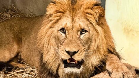 Fazan / Photo Parc Animalier d'Auvergne