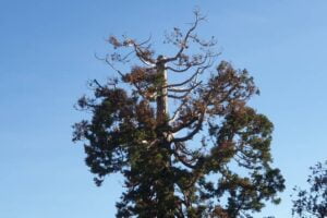 Séquoia malade au Jardin Lecoq / Photo 7 Jours à Clermont