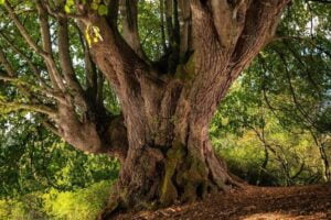 Tilleul de Lapeyrouse / Photo DR