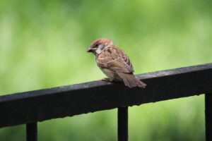 Moineau / Photo Zhu Bing Pixabay